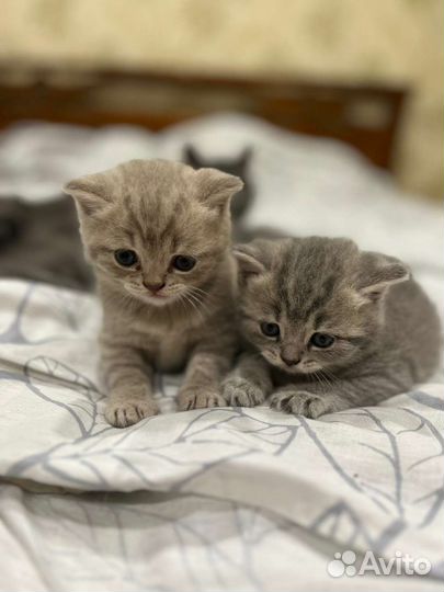 Лиловый британец