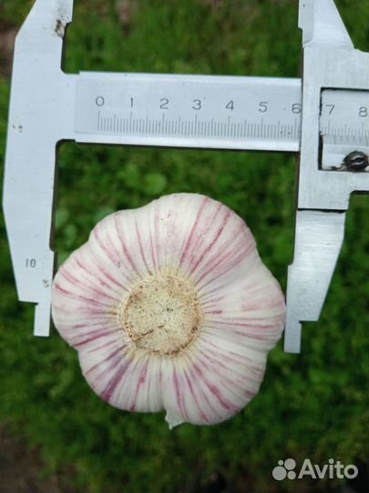 Чеснок озимый любаша