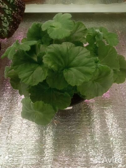 Пеларгония та-Эммануэль