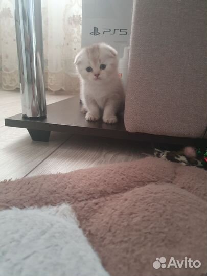 Шотландский вислоухий котенок шиншилла