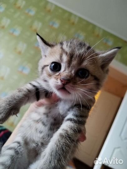 Британские котята шиншилла