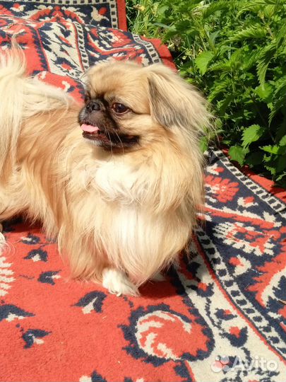 Щенки пекинеса