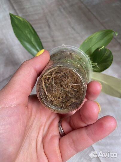 Филодендроны сортовые разные