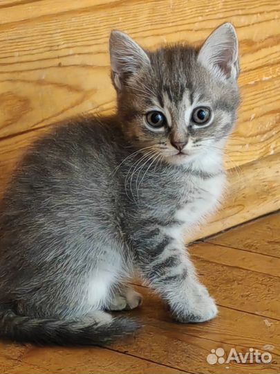 Отдам в добрые руки