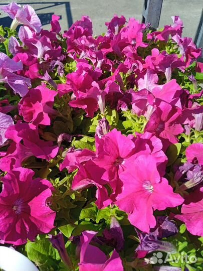 Цветочноя рассада