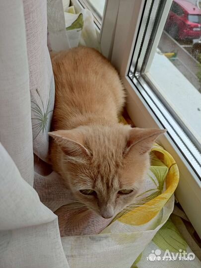 Кошка мышеловка ищет дом