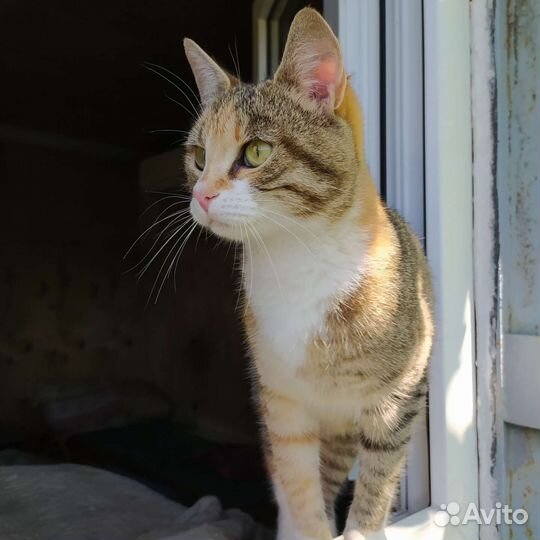 Кошечка в добрые руки