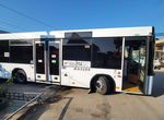 Городской автобус МАЗ 206, 2013