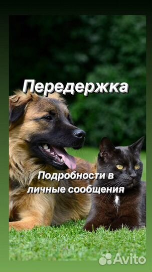 Передержка