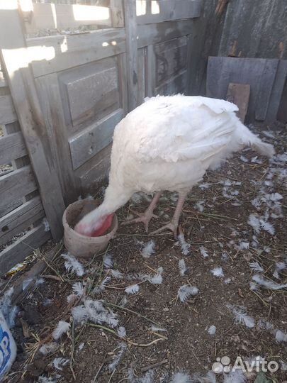 Индюки на мясо и живым весом