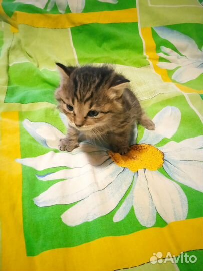 Отдадим котёнка в хорошие руки