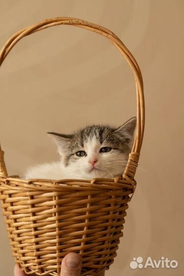 Котёнок Пушинка ждёт маму