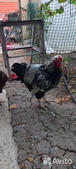 Петух виандот серебро