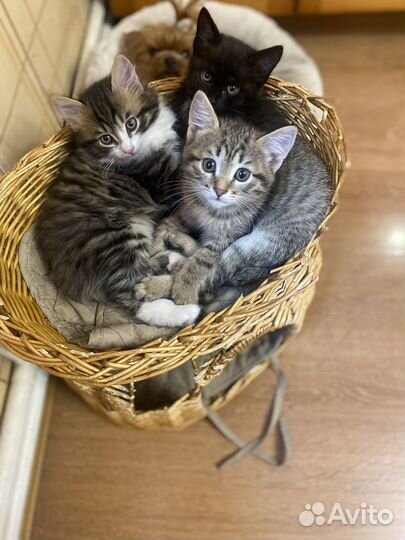 Котята в добрые руки даром