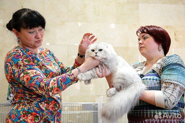 Котик ждет кошечек