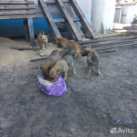 Отдадим в хорошие руки щенят