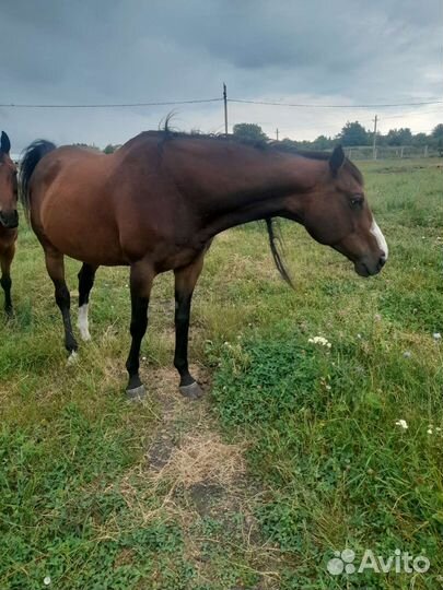 Продажа лошадей