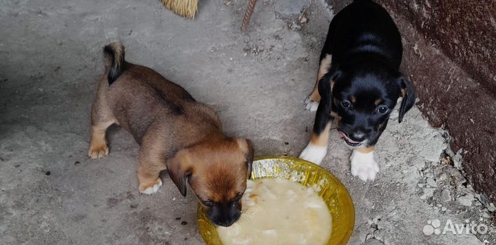 Собака в добрые руки отдам бесплатно