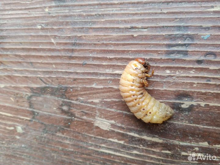 Личинки жука носорога