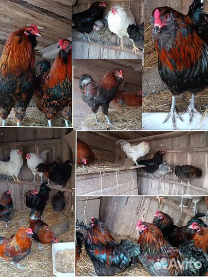 Петух Амерауканов