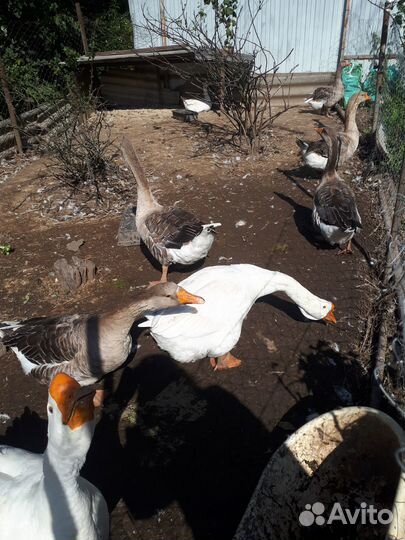 Гуси. Белые самцы порода Линда