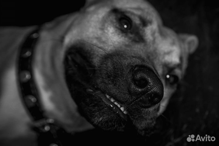 Питбуль помесь