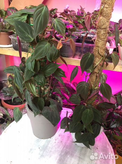 Филодендрон миканс