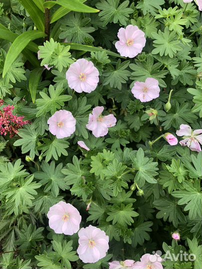 Многолетние цветы для сада