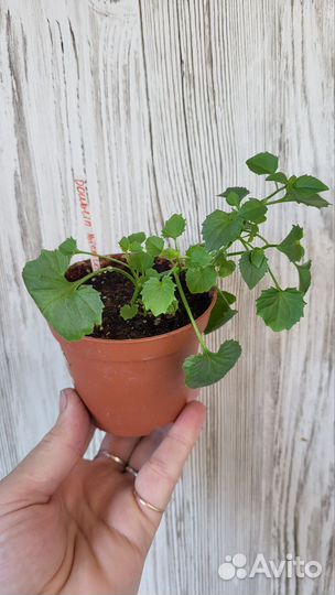 Колокольчик Double Bicolor