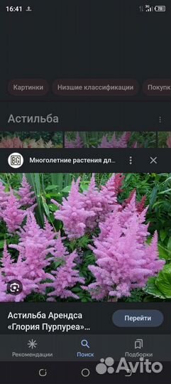 Астильба низкорослая