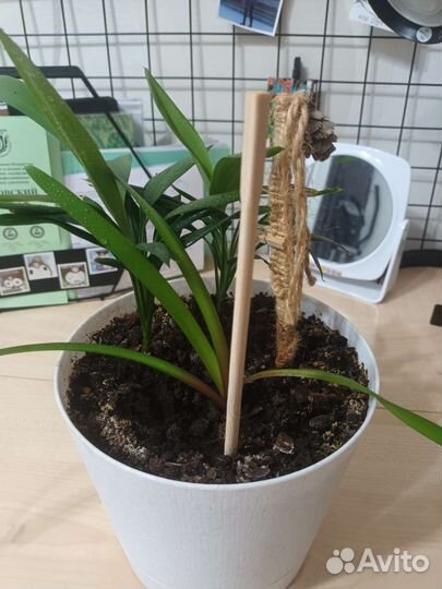 Цветок комнатный