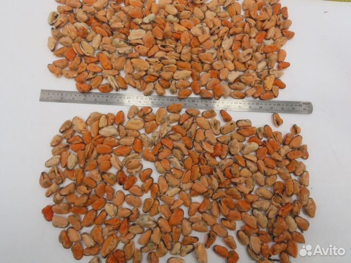 Мидии Чили размер 100-200