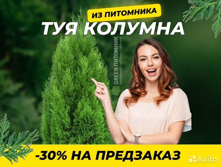 Туя Колумна Западная