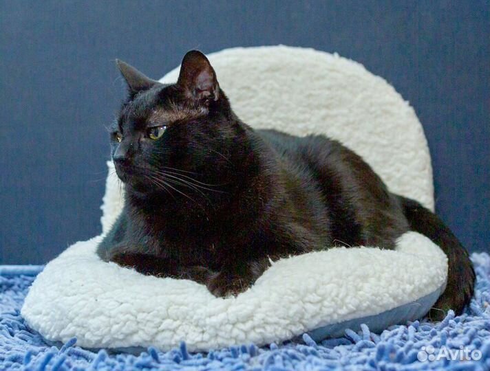 Кот Оникс ищет дом