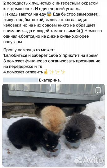 Котята в добрые руки