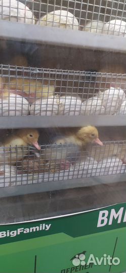 Утка Агидель