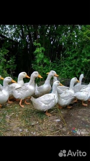 Бройлерные утки