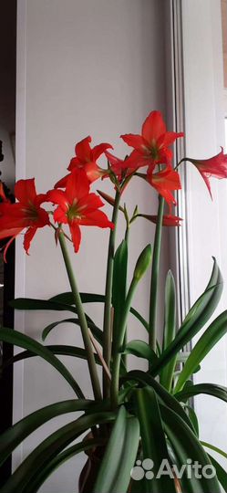 Гиппиаструм