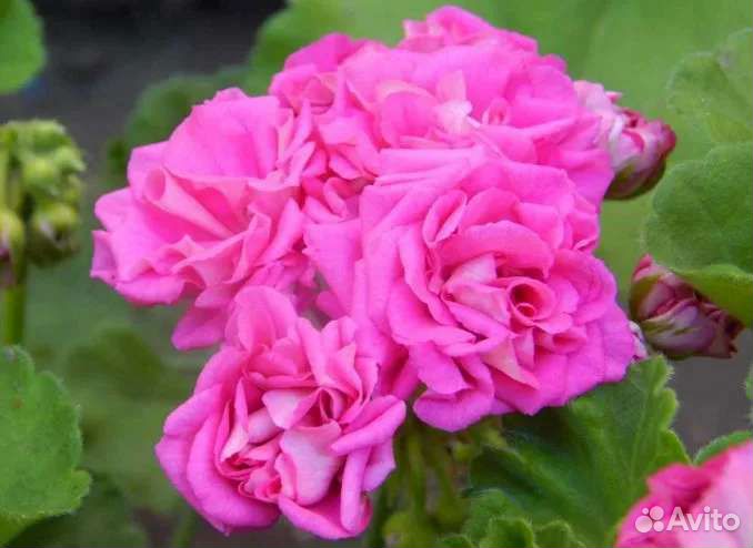 Пеларгонии сортовые розебудные