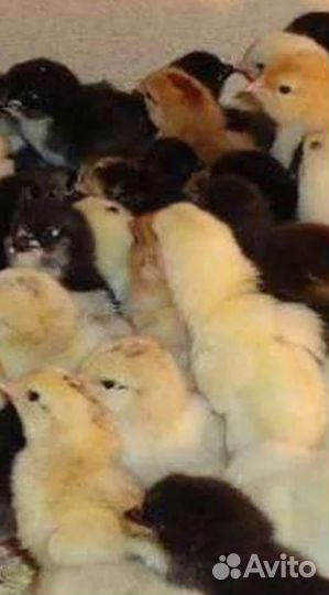 Цыплёнок кур несушек