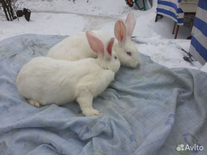 Кролики мясных пород