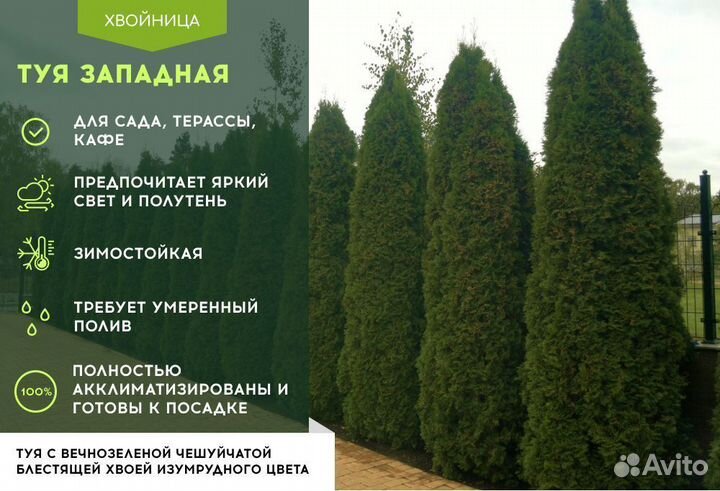 Туя Брабант 1,5 м