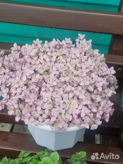 Каллизия
