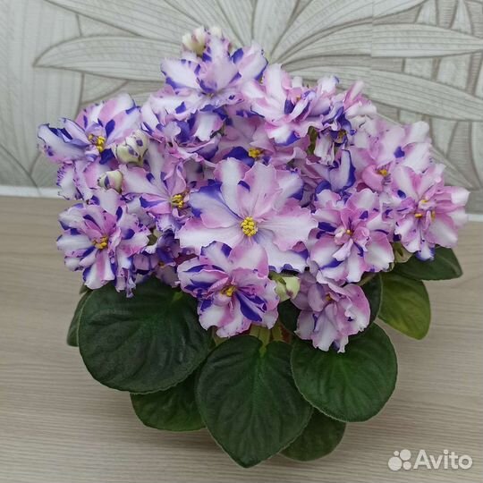 Пасынки фиалок-химер