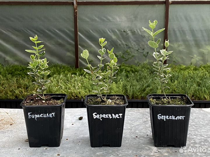 Бересклет форчуна