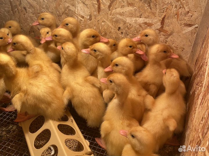 Цыплята бройлеры подрощенные