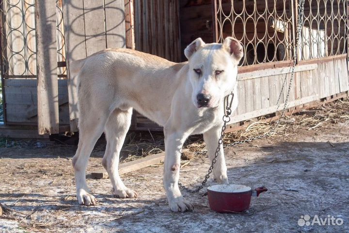 Собаки бесплатно алабай