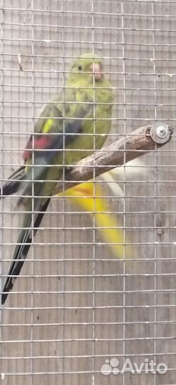 Горный попугай