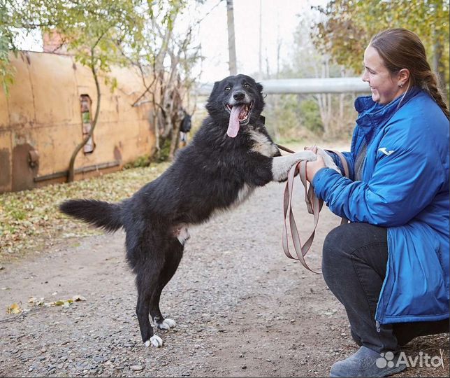 Пес Верный в самые добрые руки