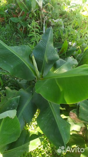 Декоративные растения